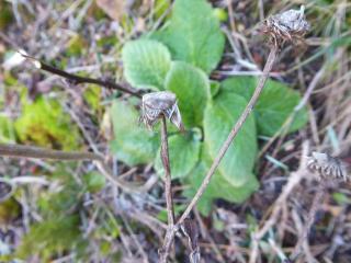 Img.VTax3052.Ex1.Img3