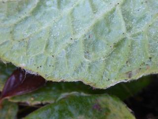 Img.VTax3052.Ex1.Img4