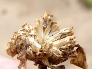 Img.VTax3091.Ex2.Img4