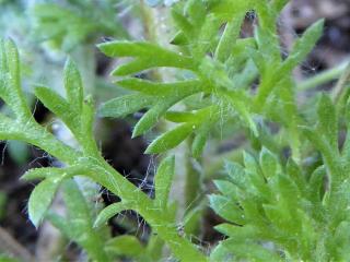 Img.VTax3131.Ex1.Img4