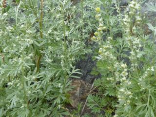 Img.VTax3144.Ex1.Img1