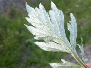 Img.VTax3146.Ex1.Img6