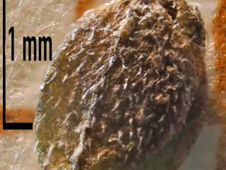 Img.VTax3146.Ex2.Img3