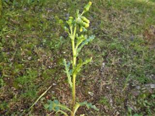 Img.VTax3174.Ex1.Img1
