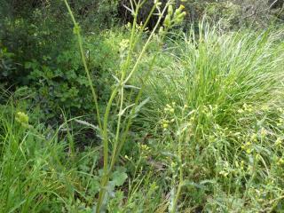 Img.VTax3175.Ex1.Img1