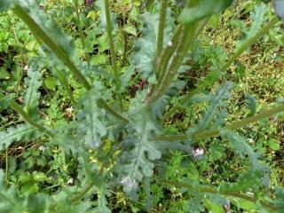 Img.VTax3175.Ex1.Img6