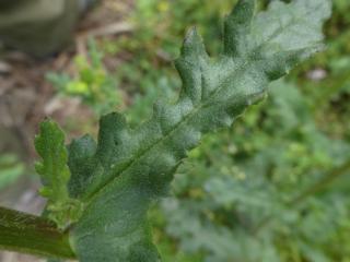 Img.VTax3175.Ex1.Img7