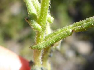 Img.VTax3175.Ex2.Img3
