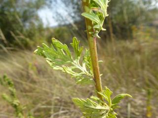 Img.VTax3179.Ex1.Img6