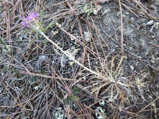 Img.VTax3195.Ex1.Img1