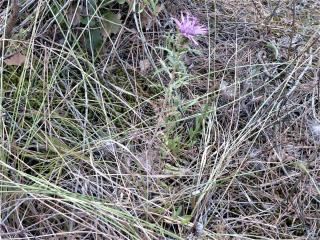 Img.VTax3195.Ex1.Img5
