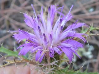 Img.VTax3195.Ex1.Img6