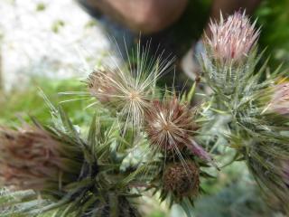Img.VTax3206.Ex2.Img1