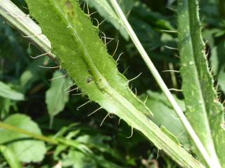 Img.VTax3228.Ex1.Img3