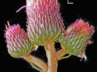 Img.VTax3228.Ex2.Img1