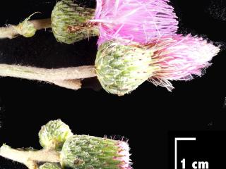 Img.VTax3228.Ex2.Img4