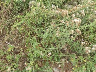 Img.VTax3230.Ex3.Img1
