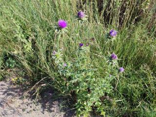 Img.VTax3242.Ex1.Img3