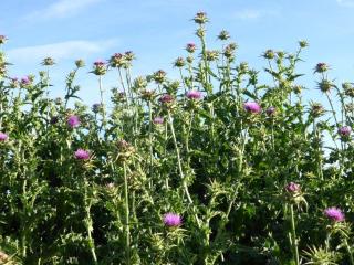 Img.VTax3242.Ex2.Img3