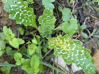 Img.VTax3242.Ex2.Img5