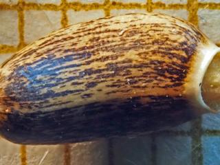 Img.VTax3242.Ex3.Img1