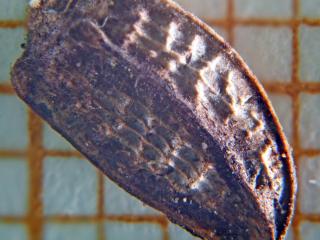 Img.VTax3242.Ex3.Img3
