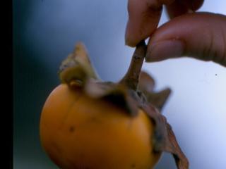 Img.VTax3250.Ex1.Img1