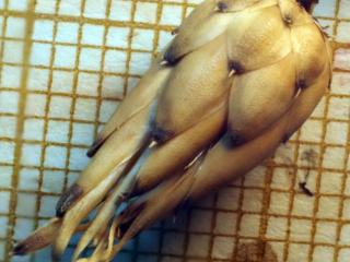 Img.VTax3250.Ex1.Img3