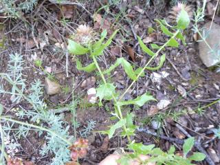 Img.VTax3257.Ex1.Img4