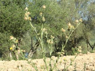Img.VTax3277.Ex1.Img5