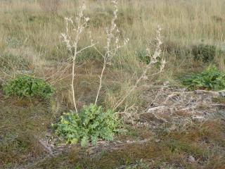 Img.VTax3293.Ex1.Img1