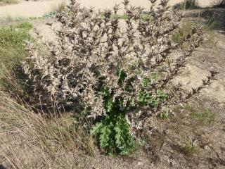 Img.VTax3293.Ex2.Img1