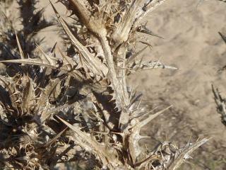 Img.VTax3293.Ex2.Img2
