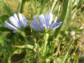 Img.VTax3295.Ex2.Img3