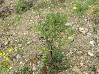 Img.VTax3309.Ex1.Img3