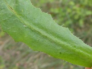 Img.VTax3312.Ex2.Img1