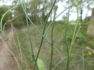 Img.VTax3312.Ex2.Img3