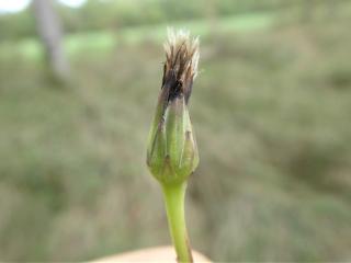 Img.VTax3312.Ex2.Img5