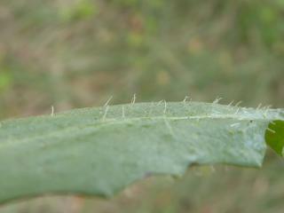 Img.VTax3312.Ex2.Img6