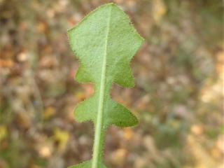 Img.VTax3320.Ex1.Img8
