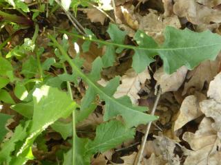 Img.VTax3347.Ex1.Img5