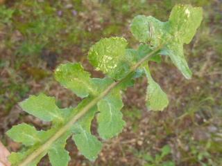 Img.VTax3347.Ex1.Img6