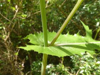 Img.VTax3347.Ex1.Img8