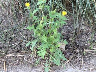 Img.VTax3347.Ex1.Img9