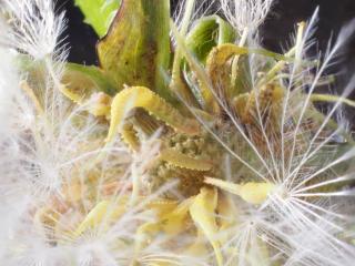 Img.VTax3347.Ex2.Img1