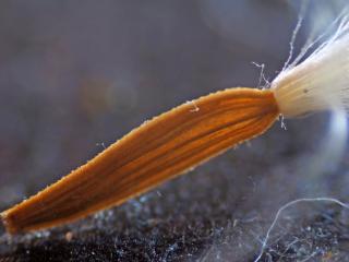 Img.VTax3347.Ex2.Img6