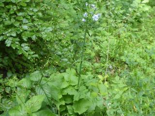 Img.VTax3368.Ex1.Img1
