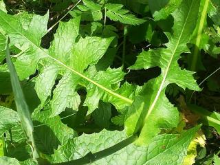 Img.VTax3368.Ex2.Img2