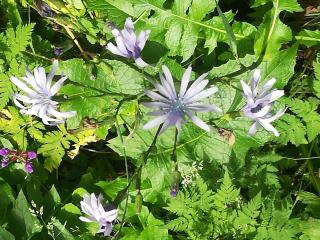 Img.VTax3368.Ex2.Img3