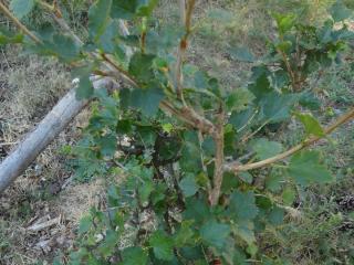 Img.VTax337.Ex2.Img3